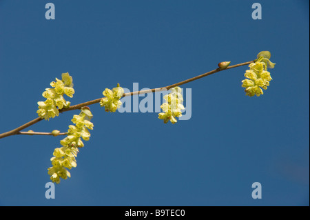 Hiver parfumé Hazel (Corylopsis glabrescens) fleurs au nord Yorkshire Angleterre Angleterre Europe Mars Banque D'Images