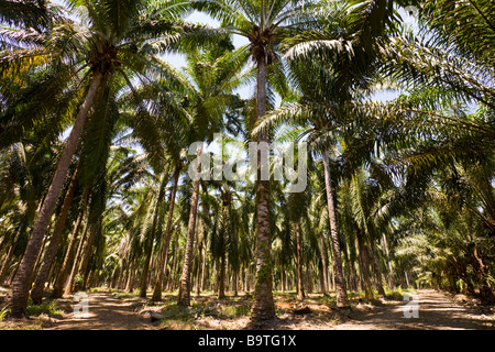 Rangées de palmiers africains (Elaeis guineensis) à une plantation de palmiers à huile ferme au Costa Rica. Banque D'Images