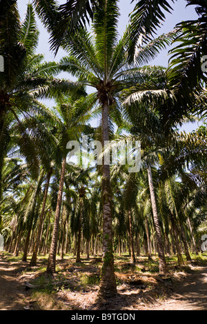 Rangées de palmiers africains (Elaeis guineensis) à une plantation de palmiers à huile ferme au Costa Rica. Banque D'Images