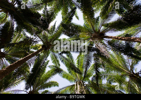 Palmiers africains (Elaeis guineensis) à une plantation de palmiers à huile ferme au Costa Rica. Banque D'Images