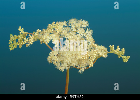 Plantes médicinales mädesüß spierstaude geissbart meadow sweet bridewort filipendula Filipendula ulmaria Banque D'Images