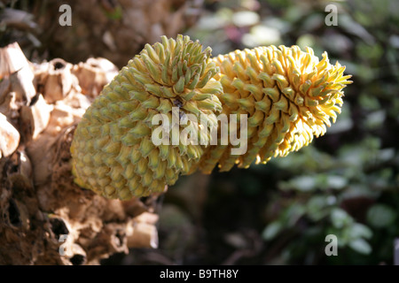 L'Encephalartos altensteinii géant, cycadales, Zamiaceae. Une plante Primitive rares en provenance d'Afrique du Sud Banque D'Images