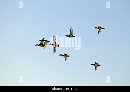 Un petit troupeau de morillons volant dans une formation en 'V' contre avec ailes au soleil contre un ciel bleu Banque D'Images