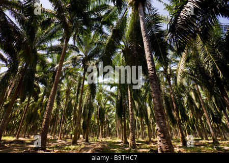 Rangées de palmiers africains (Elaeis guineensis) à une plantation de palmiers à huile ferme au Costa Rica. Banque D'Images