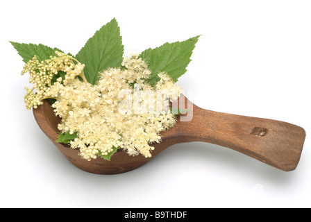 Plantes médicinales mädesüß spierstaude geissbart meadow sweet bridewort filipendula Filipendula ulmaria Banque D'Images