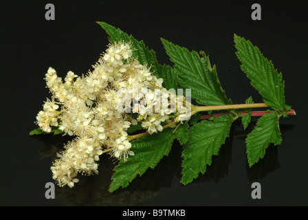 Plantes médicinales mädesüß spierstaude geissbart meadow sweet bridewort filipendula Filipendula ulmaria Banque D'Images