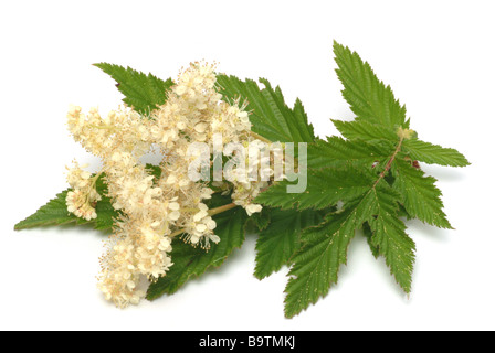 Plantes médicinales mädesüß spierstaude geissbart meadow sweet bridewort filipendula Filipendula ulmaria Banque D'Images