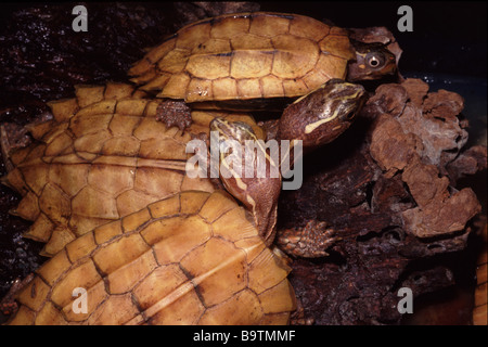 La tortue foliaire à épelures noires (Geoemyda spengleri), également appelée tortue foliaire vietnamienne ou tortue à épelures noires Banque D'Images