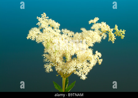 Plantes médicinales mädesüß spierstaude geissbart meadow sweet bridewort filipendula Filipendula ulmaria Banque D'Images