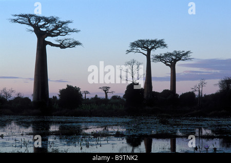 Site du patrimoine mondial de l'Unesco l'Avenue de l'Avenue des Baobabs Baobabs Banque D'Images