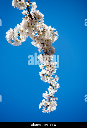 Les fleurs de cerisier japonais contre le ciel bleu Banque D'Images