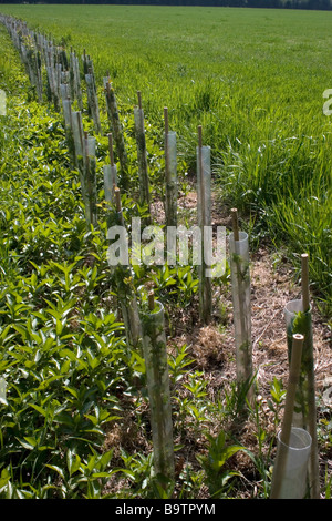 La plantation de haie en Grande-Bretagne Banque D'Images