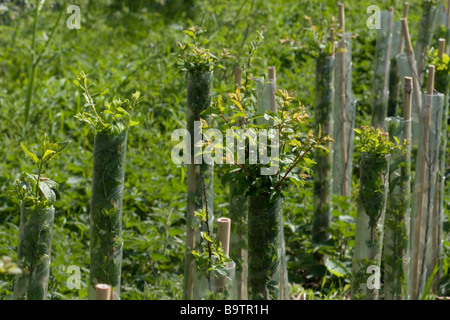 La plantation de haie en Grande-Bretagne Banque D'Images