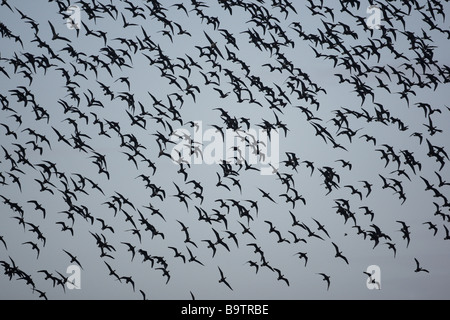 Bernache à cou roux Branta ruficollis rouge mélangé avec vol oies rieuses hiver Bulgarie Banque D'Images