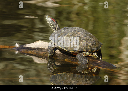 Oreilles rouges Trachemys scripta Arizona USA Banque D'Images