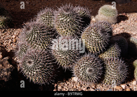 Mammillaria carnea Mexique cactus Banque D'Images