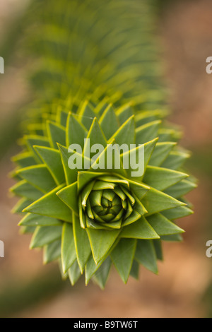 Vue sur la tête d'Araucaria araucana ('Monkey Puzzle') branche d'arbre. Banque D'Images