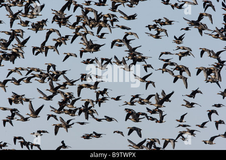 Bernache à cou roux Branta ruficollis rouge mélangé avec vol oies rieuses hiver Bulgarie Banque D'Images