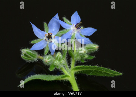 Plantes médicinales Bourrache Borago officinalis borretsch Banque D'Images