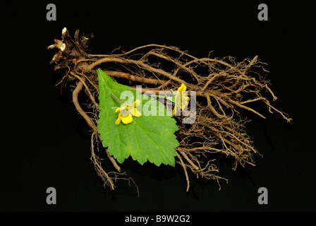 Plantes médicinales blutwurz aufrechtes tormentill tormentilla potentilla erecta fingerkraut bloodroot Banque D'Images