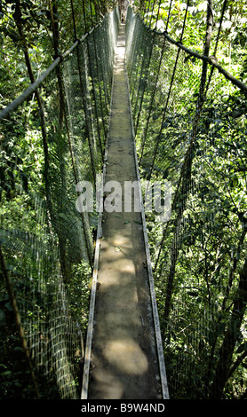 Pont suspendu à l'Ecoparque de una Forêt Tropicale Atlantique Mata Atlântica Bahia Brésil Amérique du Sud Banque D'Images