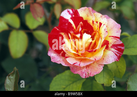 Rose (Rosa sp.), la variété : Camille Pissarro, Nation Arc-en-ciel, fleur, studio photo Banque D'Images