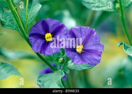 Le Paraguay Nightshade, Bleu (Lycianthes rantonnetii Bush de pomme de terre, Solanum rantonnetii), fleurs Banque D'Images