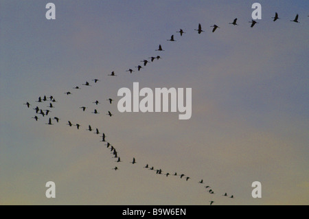 Grue cendrée Grus grus 'Troupeau' sur la migration. 66 oiseaux volant en formation de V Banque D'Images