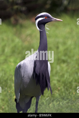 Grue Demoiselle Anthropoides 'virgo' des profils dans un champ Banque D'Images