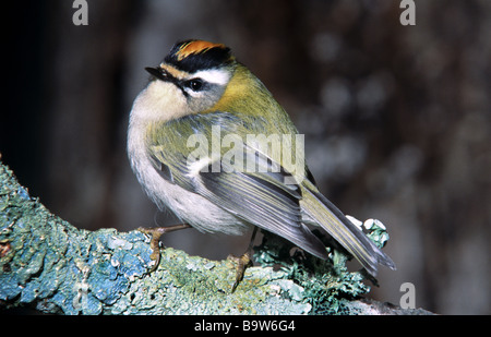 Firecrest mâle sur une branche couverte de lichen. Banque D'Images