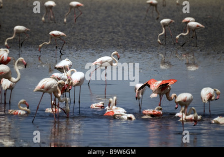 Plus de flamands roses sur le lac de Fuente de Piedro près de Malaga. Andalousie,Espagne du Sud Banque D'Images