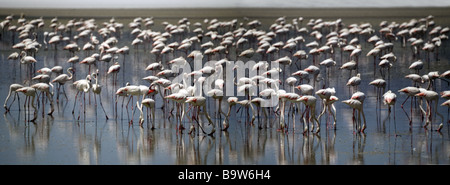 Plus de flamands roses sur le lac de Fuente de Piedro près de Malaga. Andalousie,Espagne du Sud Banque D'Images