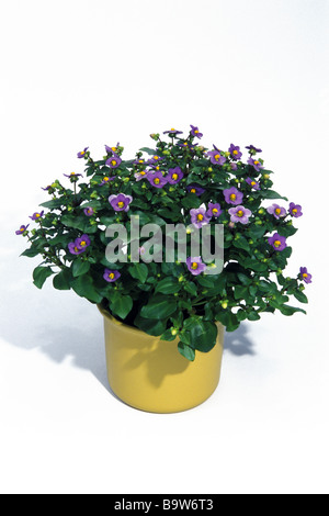 Violet (Exacum affine, perse) plante en pot, studio photo Banque D'Images