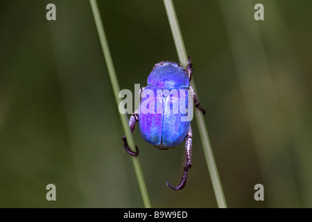 Chafer Beetle azurée Lithographie caerulea Banque D'Images