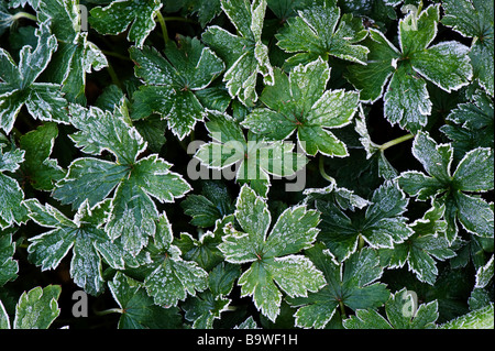 Géranium vivace des feuilles couvertes en gel. Les feuilles de géranium sanguin glacial au début d'avril. UK Banque D'Images