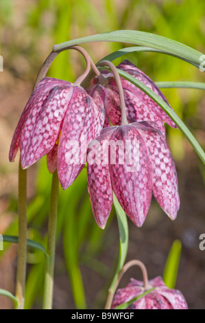 Fritillaria Meleagris melegris fritillary serpents Head Banque D'Images