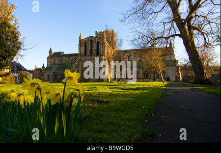 Abbaye de Hexham vue paysage à la fin du printemps avec soleil du soir jonquilles jaune en premier plan Banque D'Images