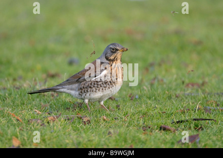 F Turdus Fieldfare la masse de nourriture sur février Cambridgeshire Banque D'Images