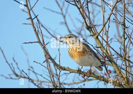 F Turdus Fieldfare à Hawthorn Bush Février Hertfordshire Banque D'Images