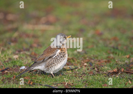 F Turdus Fieldfare la masse de nourriture sur février Cambridgeshire Banque D'Images