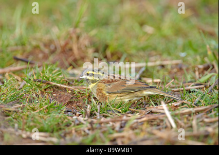 Cirl bunting Emberiza cirlus mâles adultes alimentation dans des chaumes d'hiver Janvier South Devon Banque D'Images