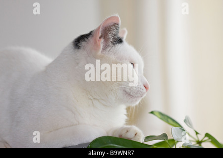 Une jeune femelle chat noir et blanc (Felis catus) d'humeur pensive Banque D'Images