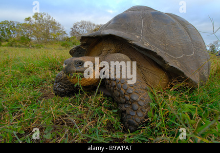 Tortue géante des Galapagos Banque D'Images