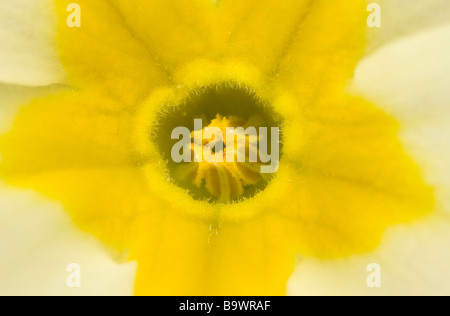 Close up of centre de Primrose Primula vulgaris montrant fleurs brévistylées centre aux yeux de l'adaptation à la pollinisation printemps aide Banque D'Images