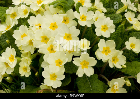 Primevères sauvages Primula vulgaris en fleur au printemps Dorset Banque D'Images