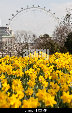 Les jonquilles à St James's Park avec London Eye en arrière-plan. London, England, UK Banque D'Images