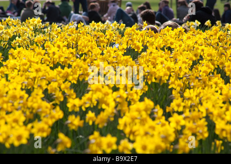 Les gens assis dans le parc de jonquilles. St James's Park, London, England, UK Banque D'Images