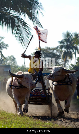 Les courses de chars buffalo balinais est unique à l'ouest de Bali Banque D'Images