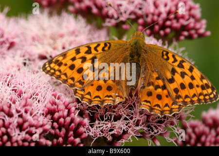 L'alimentation haute Brown Fritillary agrimony sur le chanvre Banque D'Images