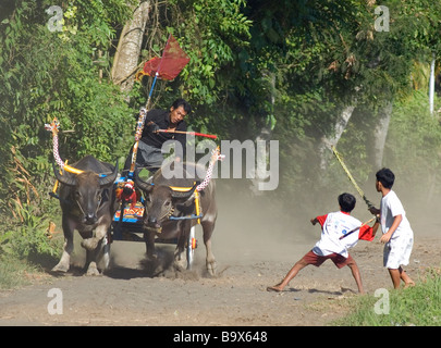 Les courses de chars buffalo balinais est unique à l'ouest de Bali Banque D'Images